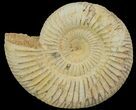 Perisphinctes Ammonite - Jurassic #68172-1